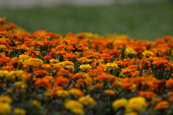 Картинка цветы бархатцы оранжевые желтые кустики цветение