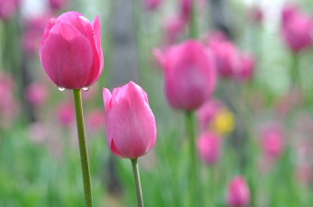 Картинка цветы тюльпаны розовые бутоны цветение капельки