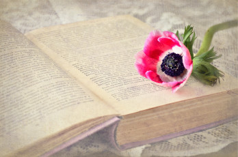 обоя разное, канцелярия,  книги, цветок, книга, розовый