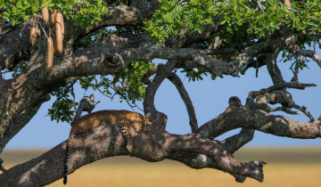 Картинка животные леопарды дерево отдых