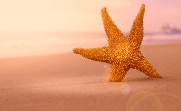 обоя разное, ракушки,  кораллы,  декоративные и spa-камни, морская, звезда, пляж, море
