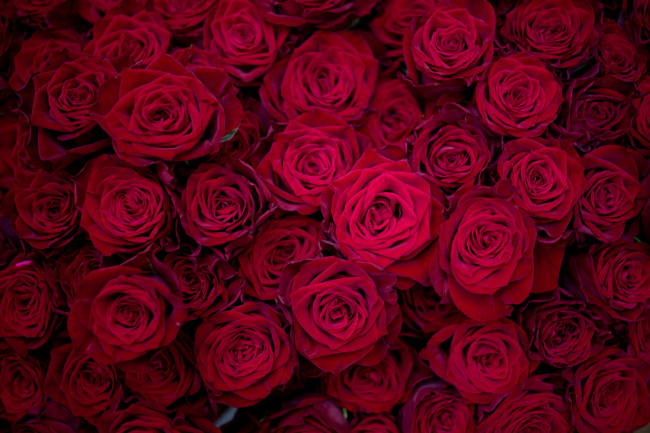 Обои картинки фото цветы, розы, лепестки, бутоны, красные