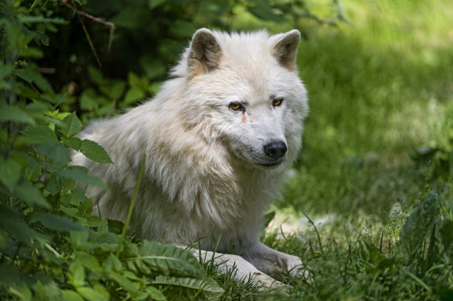 Обои картинки фото животные, волки,  койоты,  шакалы, арктический
