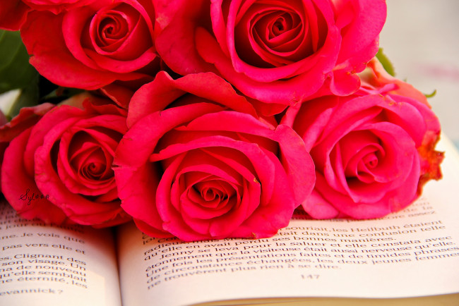 Обои картинки фото цветы, розы, книга, красная, бутоны