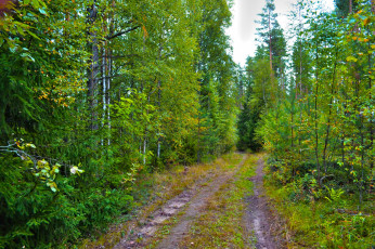 Картинка природа дороги проселок лес