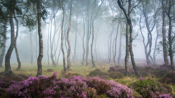 Картинка природа лес деревья туман