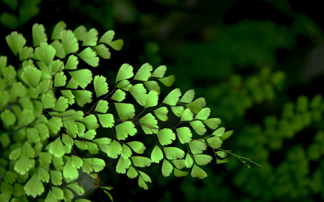 Обои картинки фото природа, листья, венерин, волос, макро, bushes, macro, куст, leaves