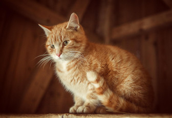 Картинка животные коты киса кот кошка