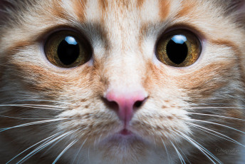Картинка животные коты кошка кот киса