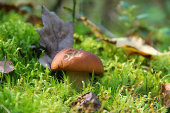 Картинка природа грибы красота осень белый гриб лес тихая охота