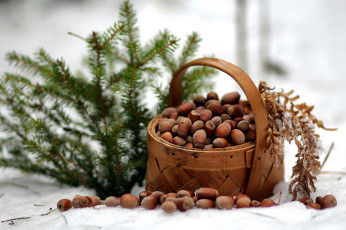 Картинка еда орехи +каштаны +какао-бобы ель лукошко композиция зима январь лес прогулка репортаж мороз природа