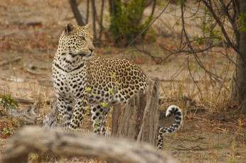 обоя leopard, животные, леопарды, хищник
