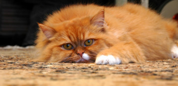 Картинка животные коты кот кошка киса