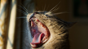 Картинка животные коты морда открытая пасть