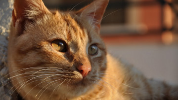 Картинка животные коты морда рыжий цвет