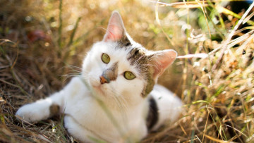 Картинка животные коты морда взгляд растения