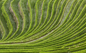 Картинка гуанси +китай природа поля ряды рис поле