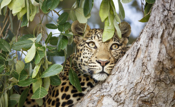 Картинка животные леопарды ветки дерево леопард