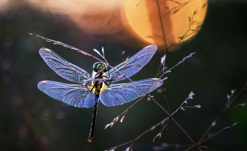 Картинка животные стрекозы насекомое крылья стрекоза травинка