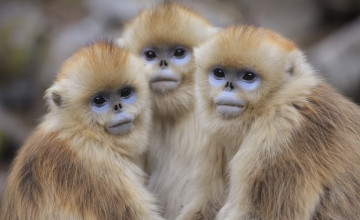 Картинка золотистые+курносые+обезьяны животные обезьяны желтые взгляд три