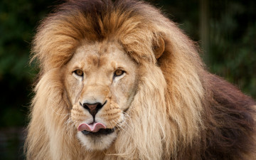 Картинка животные львы морда грива
