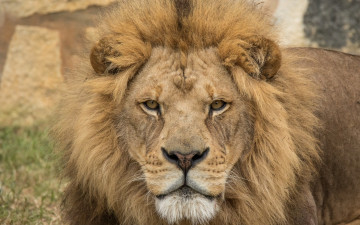 Картинка животные львы морда грива взгляд