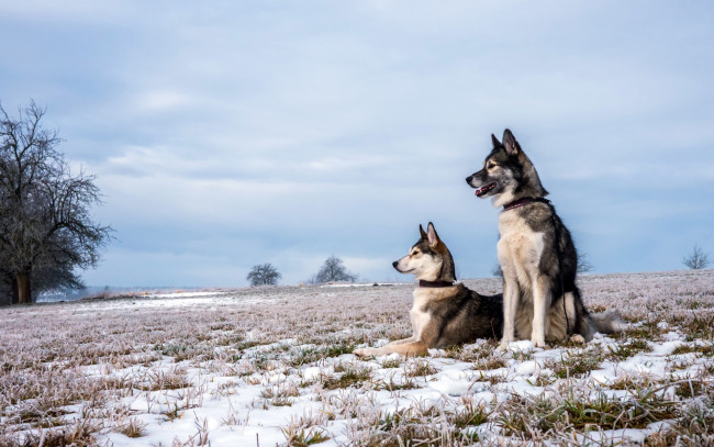 Обои картинки фото животные, собаки, поле, осень, снег