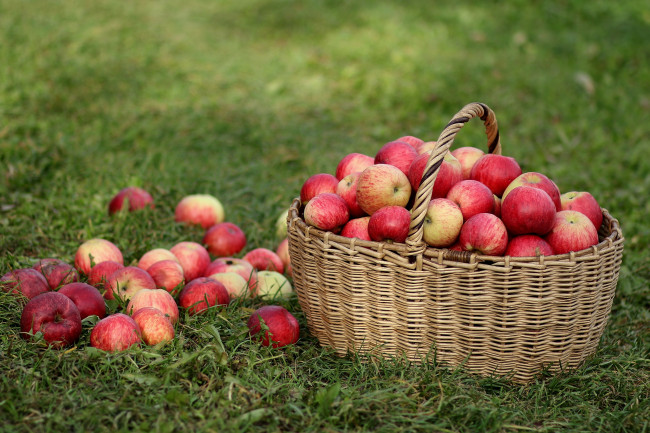 Обои картинки фото еда, Яблоки, корзина, трава, яблоки