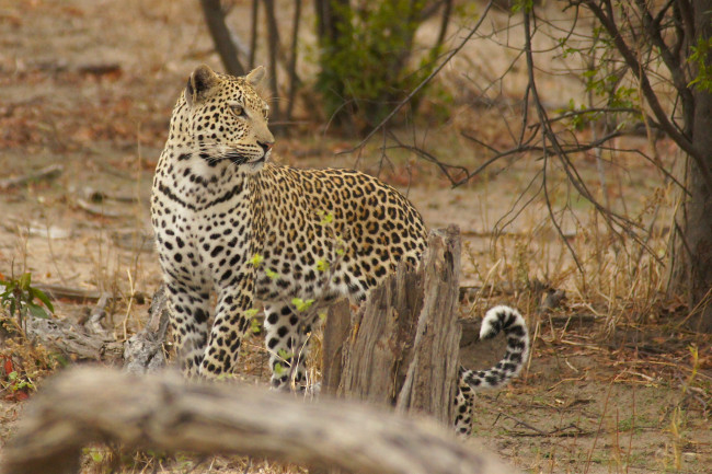 Обои картинки фото leopard, животные, леопарды, хищник