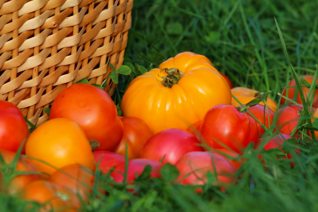 Обои картинки фото еда, помидоры, вкусно, урожай, томаты, осень, дача, витамины