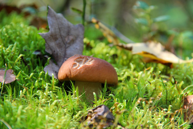 Обои картинки фото природа, грибы, красота, осень, белый, гриб, лес, тихая, охота