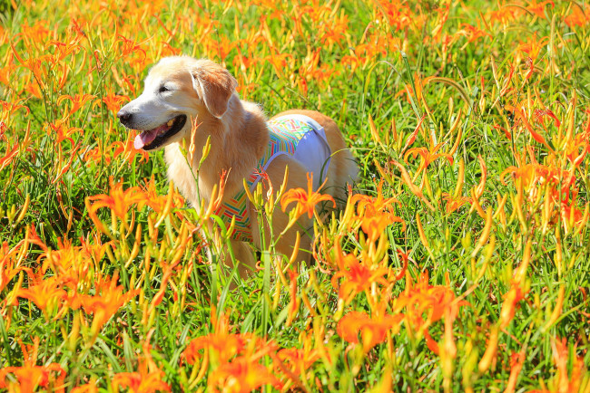 Обои картинки фото животные, собаки, собака, поле, цветы, лилии