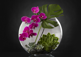 обоя цветы, орхидеи, аквариум, орхидея, растения