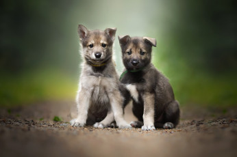 Картинка животные собаки пара wallhaven щенки