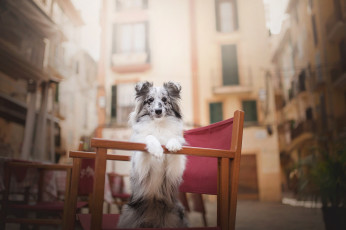 Картинка животные собаки собака шетландская овчарка пятна шелти боке стул