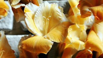 Картинка цветы гладиолусы бутон