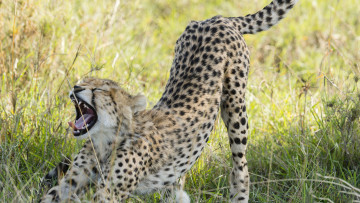 Картинка животные гепарды котёнок хищник трава африка гепард зевает саванна