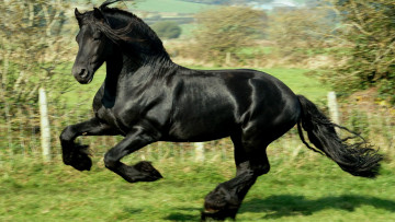 Картинка животные лошади загон галоп конь вороной