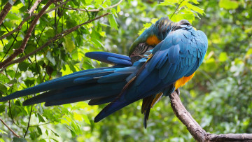 Картинка животные попугаи перо попугай ара птица экзотический красочный