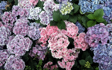 Картинка цветы гортензия разноцветные