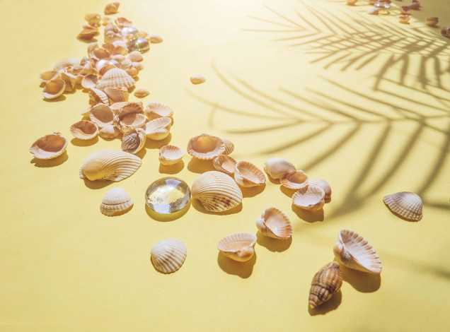 Обои картинки фото лето, разное, ракушки,  кораллы,  декоративные и spa-камни, песок, пляж
