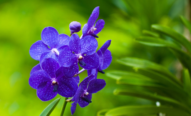 Обои картинки фото цветы, орхидеи, соцветие