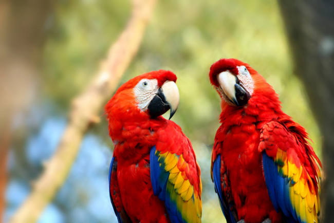 Обои картинки фото животные, попугаи, попугай, экзотический, красочный, перо, птица, ара