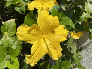 Картинка цветы гибискусы желтый гибискус макро