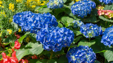 Картинка цветы гортензия куст синяя