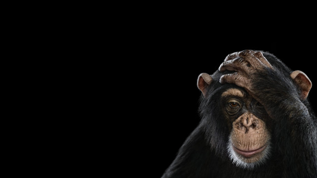 Обои картинки фото животные, обезьяны, обезьяна