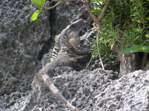 Картинка iguane животные Ящерицы игуаны вараны