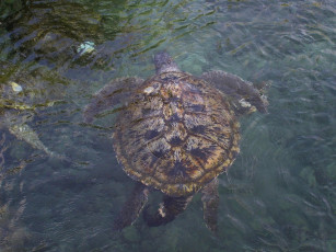 Картинка tortue marine животные Черепахи