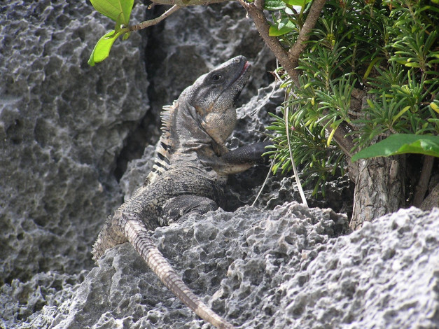 Обои картинки фото iguane, животные, Ящерицы, игуаны, вараны