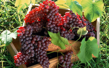 Картинка еда виноград ящики листья гроздья